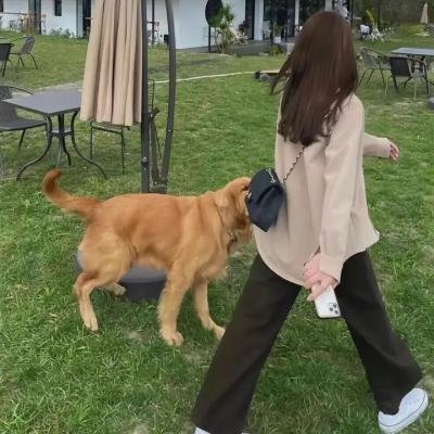侠盗王子罗宾汉